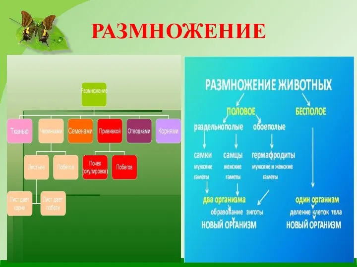 РАЗМНОЖЕНИЕ