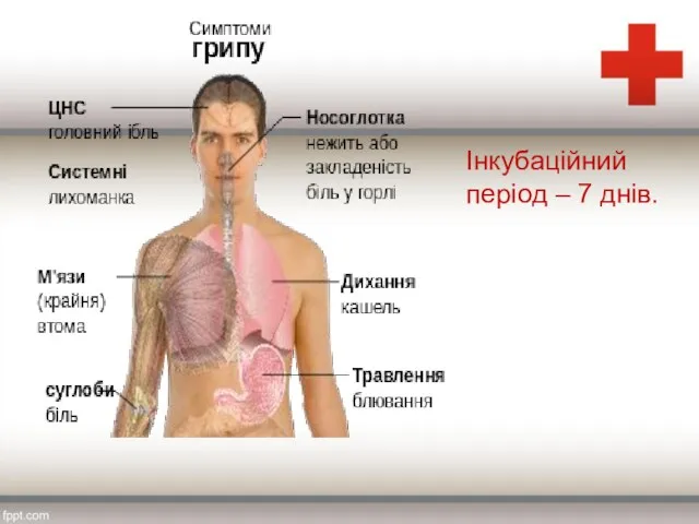 Інкубаційний період – 7 днів.