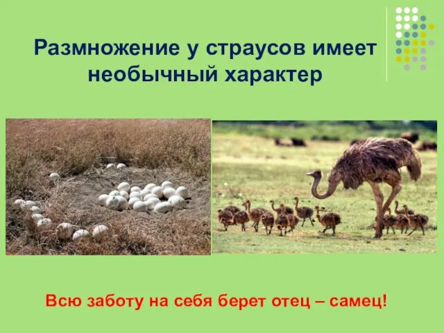 Размножение у страусов имеет необычный характер Всю заботу на себя берет отец – самец!