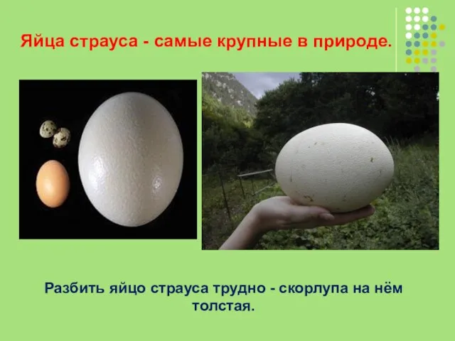 Яйца страуса - самые крупные в природе. Разбить яйцо страуса трудно - скорлупа на нём толстая.