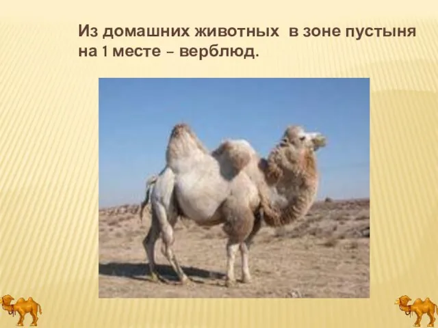 Из домашних животных в зоне пустыня на 1 месте – верблюд.
