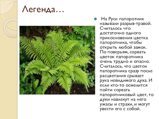 Легенда… На Руси папоротник называли разрыв-травой. Считалось что достаточно одного