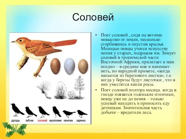 Соловей Поет соловей , сидя на веточке невысоко от земли,