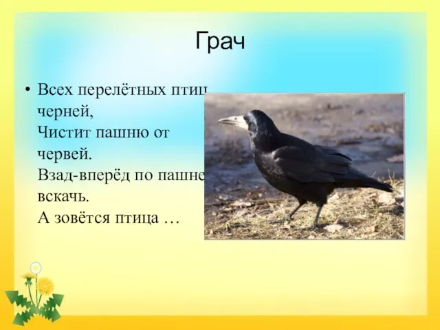 Грач Всех перелётных птиц черней, Чистит пашню от червей. Взад-вперёд