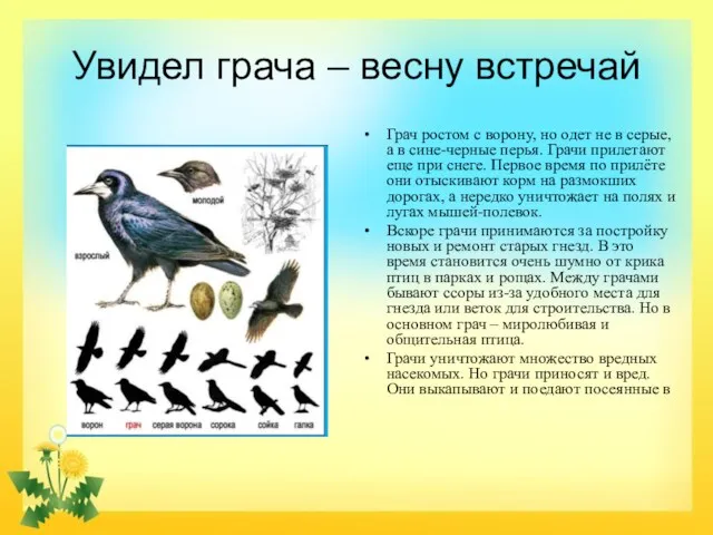 Увидел грача – весну встречай Грач ростом с ворону, но