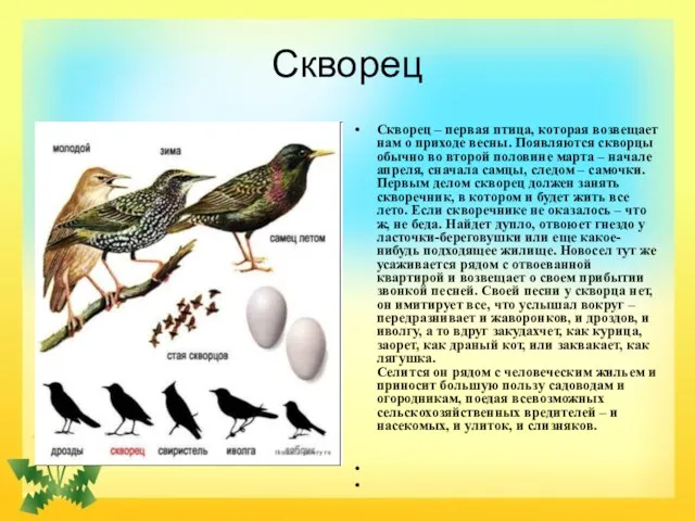 Скворец Скворец – первая птица, которая возвещает нам о приходе