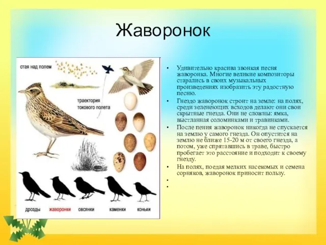 Жаворонок Удивительно красива звонкая песня жаворонка. Многие великие композиторы старались