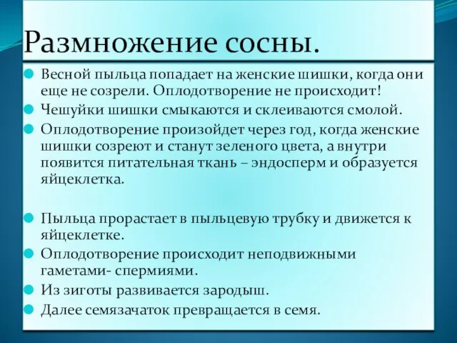 Размножение сосны. Весной пыльца попадает на женские шишки, когда они