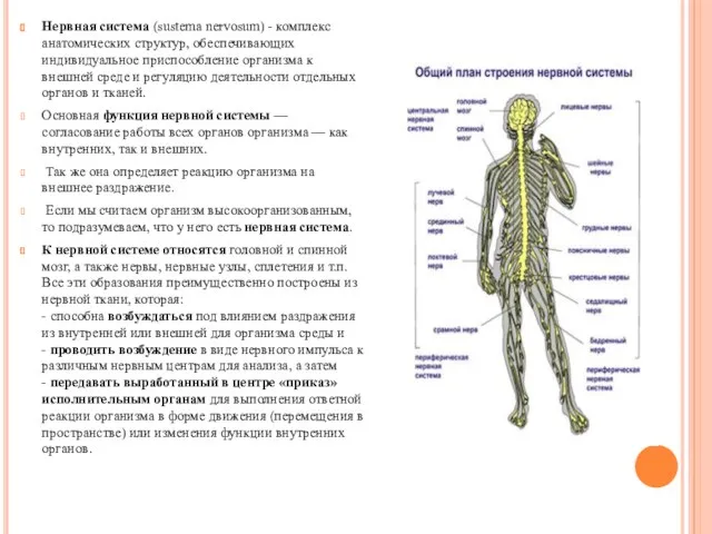 Нервная система (sustema nervosum) - комплекс анатомических структур, обеспечивающих индивидуальное приспособление организма к