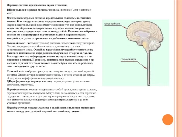 Нервная система представлена двумя отделами : 1)Центральная нервная система человека: головной мозг и