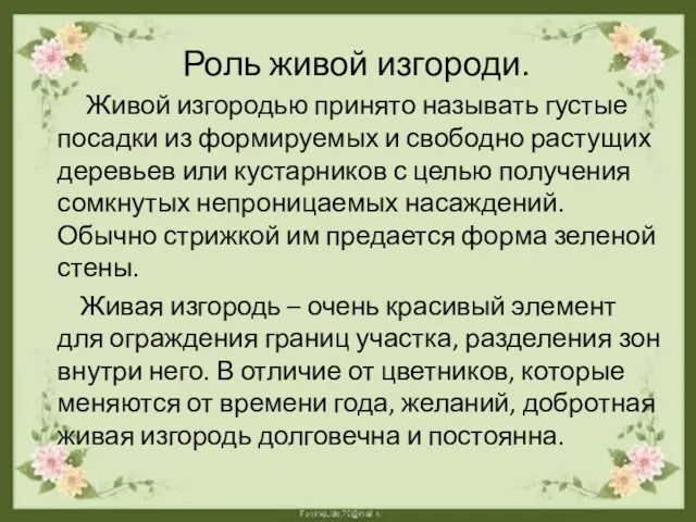 Роль живой изгороди. Живой изгородью принято называть густые посадки из