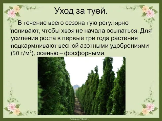 Уход за туей. В течение всего сезона тую регулярно поливают,