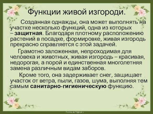 Функции живой изгороди. Созданная однажды, она может выполнять на участке