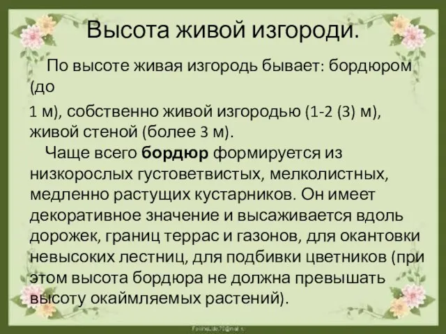 Высота живой изгороди. По высоте живая изгородь бывает: бордюром (до