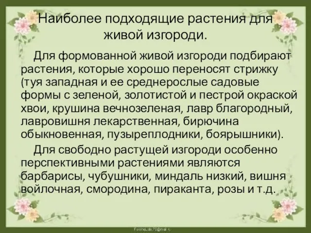 Наиболее подходящие растения для живой изгороди. Для формованной живой изгороди