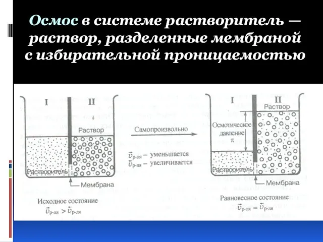 Осмос в системе растворитель — раствор, разделенные мембраной с избирательной проницаемостью