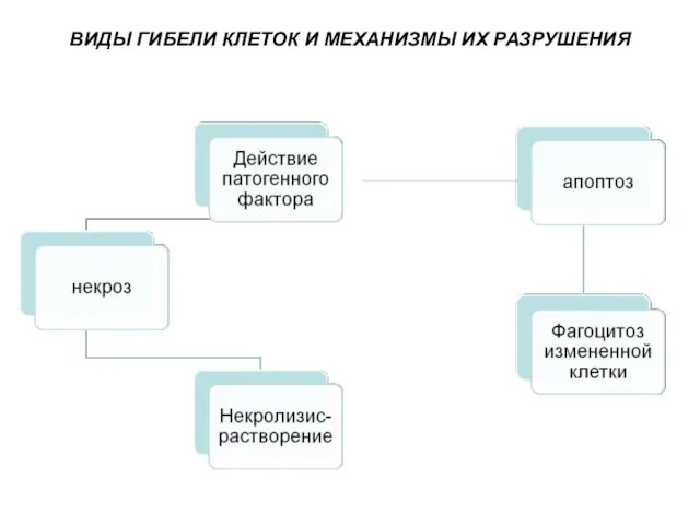 ВИДЫ ГИБЕЛИ КЛЕТОК И МЕХАНИЗМЫ ИХ РАЗРУШЕНИЯ