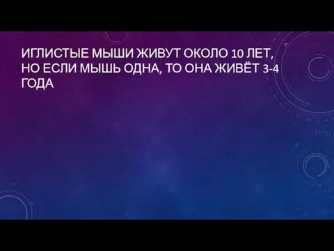 ИГЛИСТЫЕ МЫШИ ЖИВУТ ОКОЛО 10 ЛЕТ, НО ЕСЛИ МЫШЬ ОДНА, ТО ОНА ЖИВЁТ 3-4 ГОДА