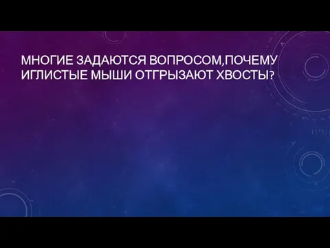 МНОГИЕ ЗАДАЮТСЯ ВОПРОСОМ,ПОЧЕМУ ИГЛИСТЫЕ МЫШИ ОТГРЫЗАЮТ ХВОСТЫ?