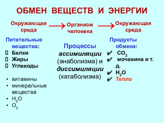 ОБМЕН ВЕЩЕСТВ И ЭНЕРГИИ Питательные вещества: Белки Жиры Углеводы витамины