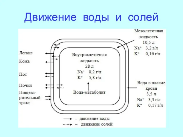 Движение воды и солей