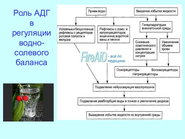 Роль АДГ в регуляции водно-солевого баланса