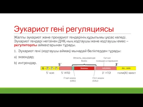 Эукариот гені регуляциясы Жалпы эукариот және прокариот гендерінің құрылымы ұқсас