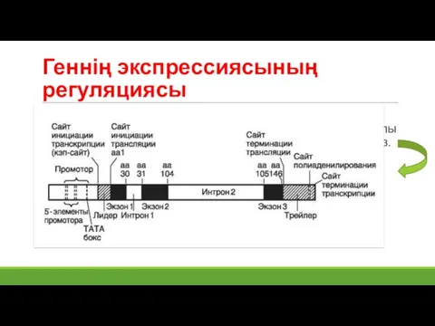 Геннің экспрессиясының регуляциясы – бұл ДНҚ-ның әртүрлі бөлігіне немесе нүкте