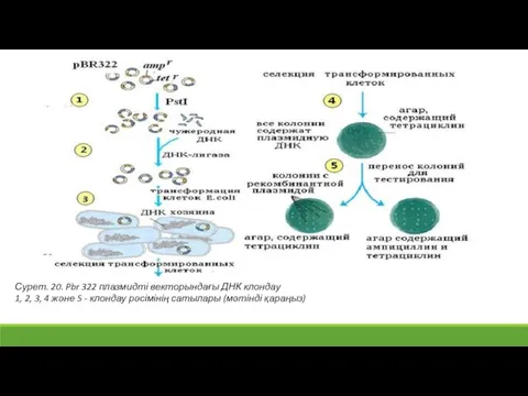 Сурет. 20. Pbr 322 плазмидті векторындағы ДНК клондау 1, 2,