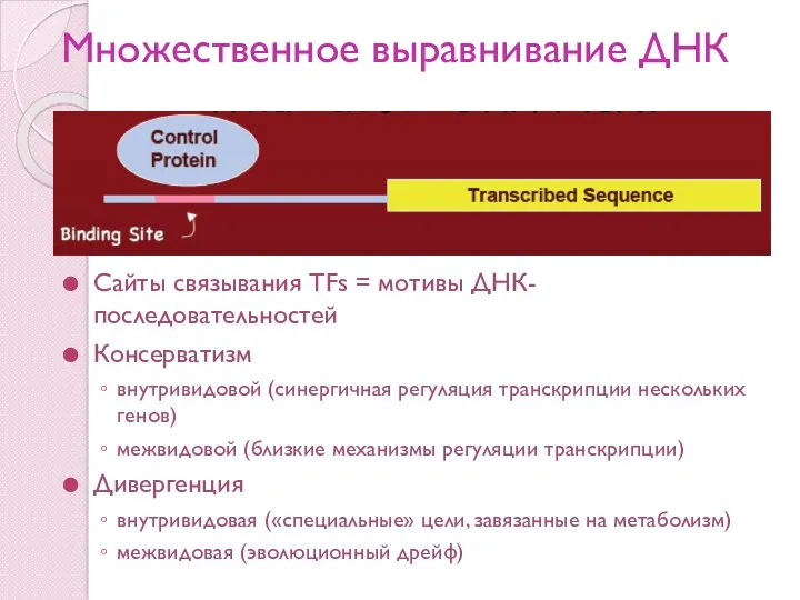 Множественное выравнивание ДНК Сайты связывания TFs = мотивы ДНК-последовательностей Консерватизм внутривидовой (синергичная регуляция