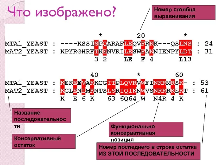 Что изображено? Название последовательности Номер столбца выравнивания Номер последнего в строке остатка ИЗ