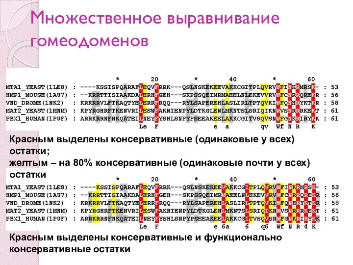 Множественное выравнивание гомеодоменов Красным выделены консервативные (одинаковые у всех) остатки; желтым – на