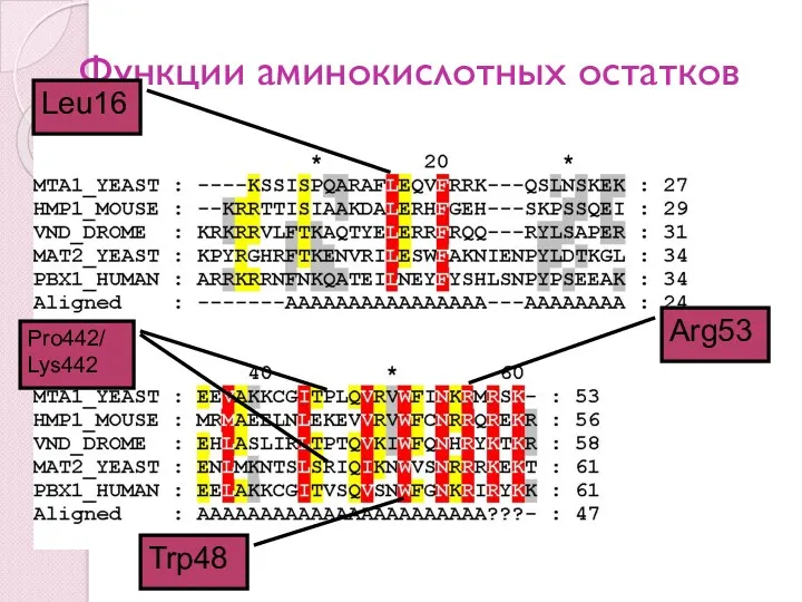 Функции аминокислотных остатков Trp48 Arg53 Leu16 Pro442/ Lys442