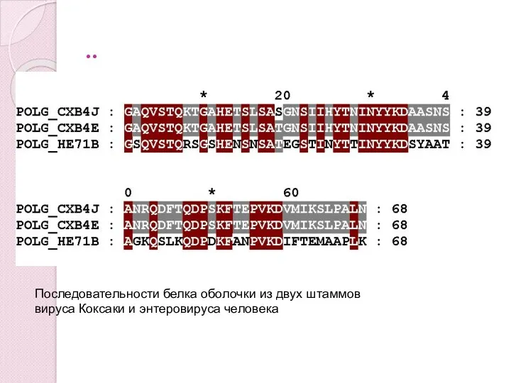 .. Последовательности белка оболочки из двух штаммов вируса Коксаки и энтеровируса человека