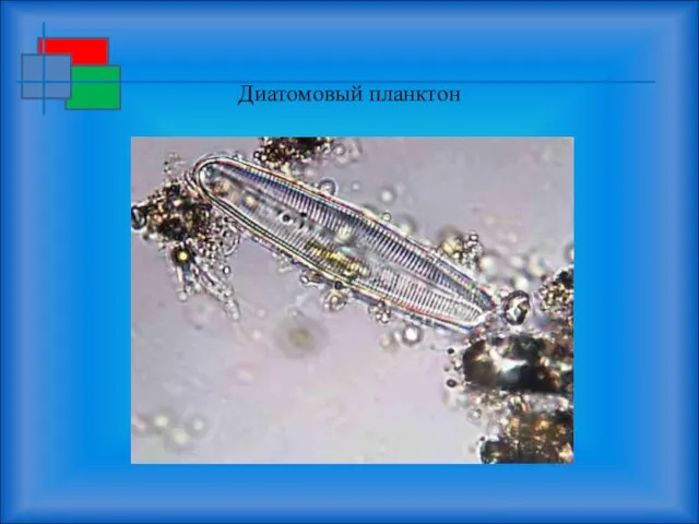 Диатомовый планктон