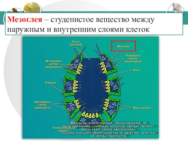 Мезоглея – студенистое вещество между наружным и внутренним слоями клеток