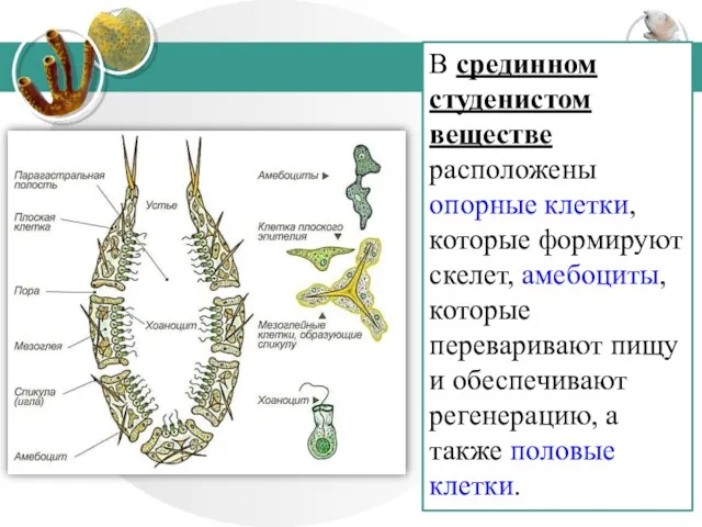 В срединном студенистом веществе расположены опорные клетки, которые формируют скелет,