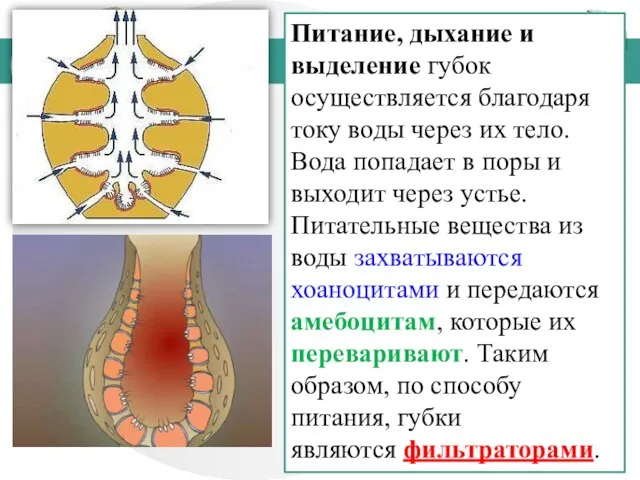 Питание, дыхание и выделение губок осуществляется благодаря току воды через