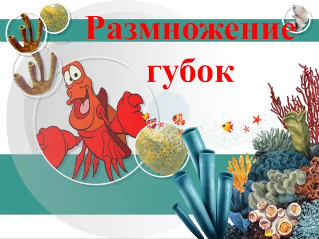 Размножение губок