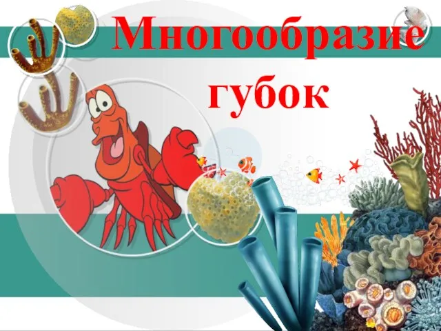 Многообразие губок