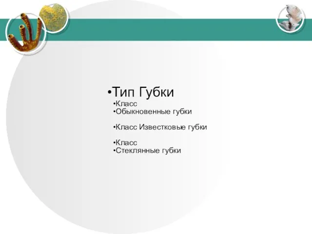 Тип Губки Класс Обыкновенные губки Класс Известковые губки Класс Стеклянные губки