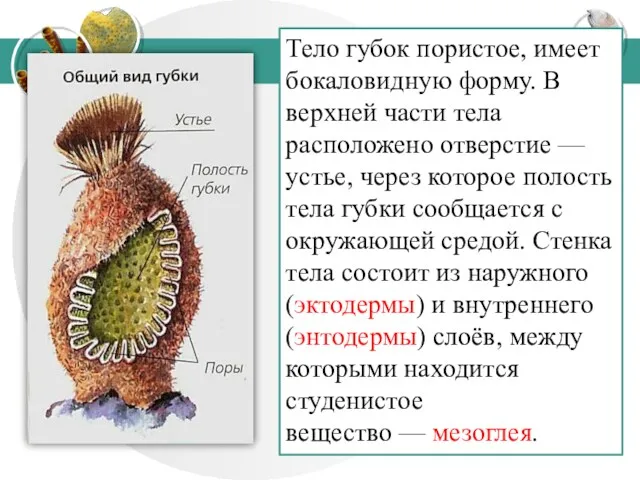 Тело губок пористое, имеет бокаловидную форму. В верхней части тела