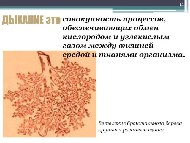 ДЫХАНИЕ это совокупность процессов, обеспечивающих обмен кислородом и углекислым газом