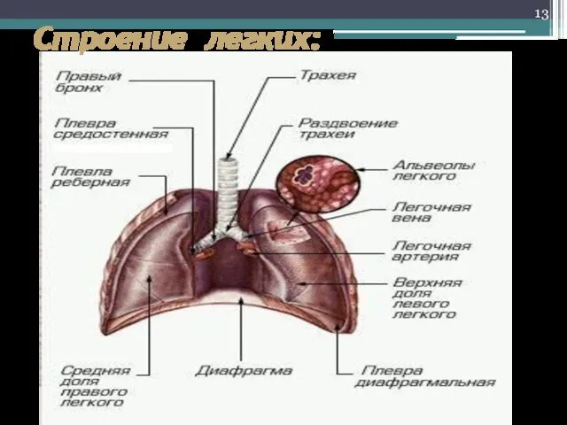 Строение легких: