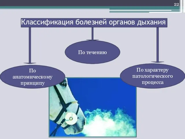 Классификация болезней органов дыхания По течению По характеру патологического процесса По анатомическому принципу