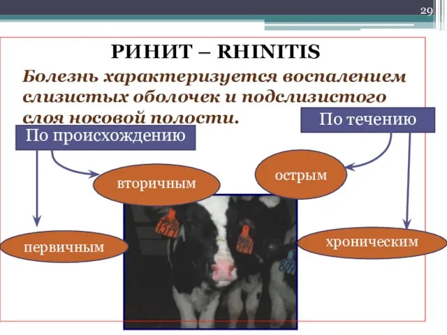 РИНИТ – RHINITIS Болезнь характеризуется воспалением слизистых оболочек и подслизистого