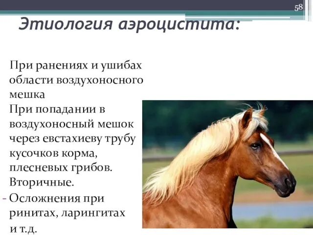 Этиология аэроцистита: При ранениях и ушибах области воздухоносного мешка При