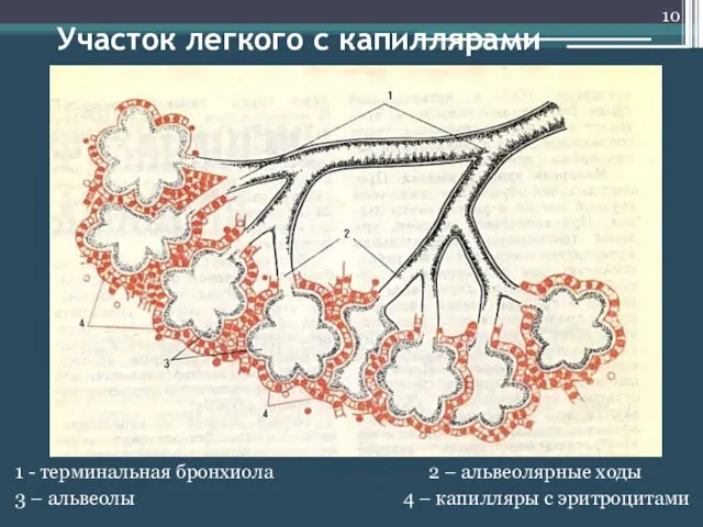 Участок легкого с капиллярами 1 - терминальная бронхиола 2 –