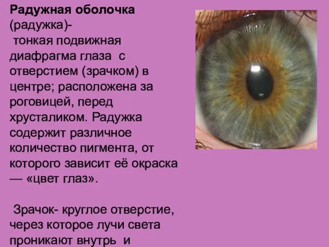 Радужная оболочка(радужка)- тонкая подвижная диафрагма глаза с отверстием (зрачком) в