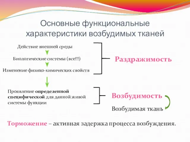 Основные функциональные характеристики возбудимых тканей Биологические системы (все!!!) Действие внешней